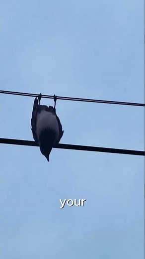 Crows, The Smartest Birds #animallovers #crows #birds #wildlife