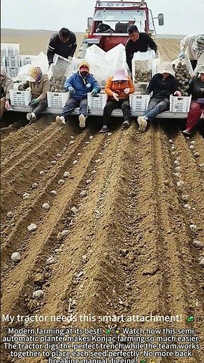 Planting Konjac: Super Fast Teamwork! 🚜💨