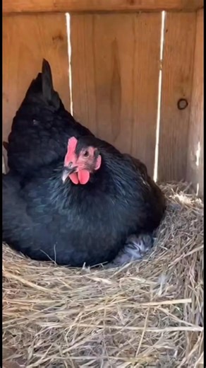 “The Hen’s New Family” #chiken #hen #kitten #broody #hen #tuesday | chic chicken