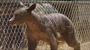 'Bare Bear': Once hairless bear to be moved from Ramona to new facility