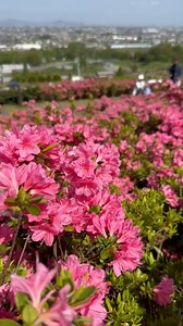 Spring awakens with a burst of pink! 🌸✨ South Korea’s azaleas paint the mountains in dreamy hues, creating a breathtaking floral paradise. Would you love to see this in full bloom? 💕🌿 #KoreaInBloom #SpringMagic #AzaleaWonderland #azaleas #flowers | Best Korea Pictures
