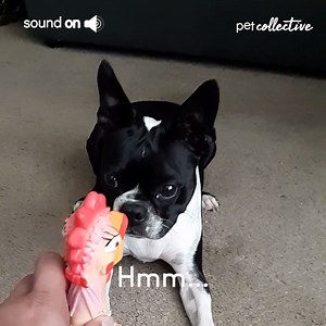 139K views · 1.4K reactions | This dog is a real chicken | Try Not to Laugh | Facebook