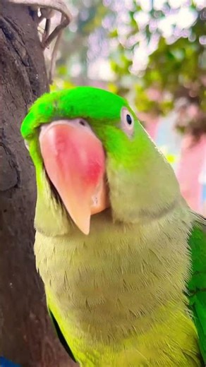 Main Tota Main Tota funny video comedy video trending video #cute ￼