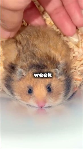 hamster facts #facts #hamster #animalfacts