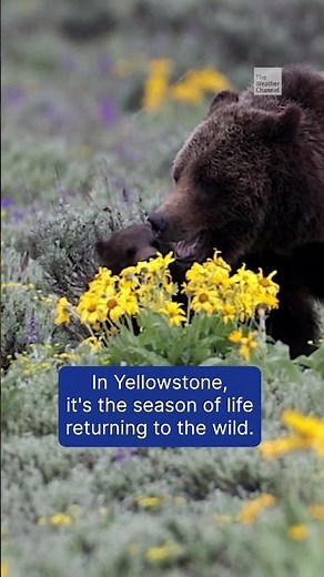 An Ode To Spring \rIn Our National Parks