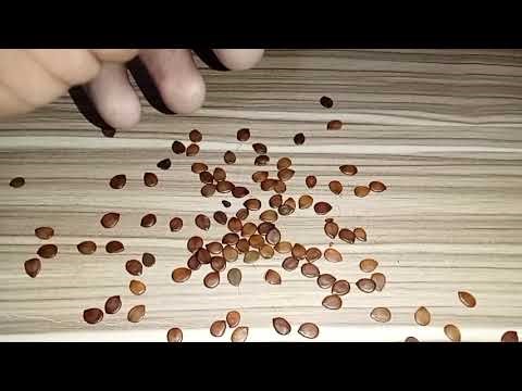 Relaxing Tree Sounds | Nature's Calming Effects"