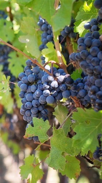 We were gifted a whole lot of grapes from our good friend Bron, so spent a few hours preserving them! They were so sweet and made such a delicious grape juice and fruit leather with no sugar needed. Also froze a some as the kids love eating frozen grapes on hot days. #grapes #preserving #preserve #preservingfruit #fruitleather #grapejuice #waterbath #dehydrate #dehydratefruit #homesteading #homesteadliving #healthy #nutritious #homemade #madefromscratch #summer #summerfruits #healthytreat | Big 