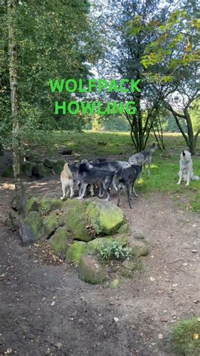 North America Wolfpack going insane 🐺🐺#wolf #wolfpack #howling