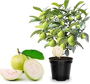 No CA, Grafted Thai White Guava Tree Live Plant, 2-3 Ft Tall in Gallon Pot, Fruiting Airlayered Guava Trees for Gardening