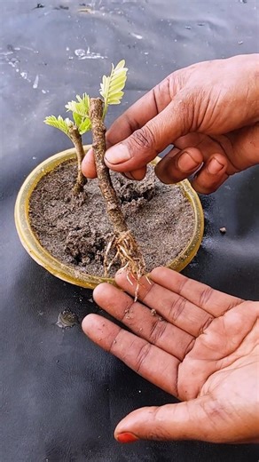 Amazing Method for Grow Tamarind tree from Cutting
