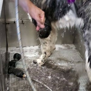 2.4K views · 52 reactions | New de-shedding bathing system now available  | Girl With The Dogs | Facebook