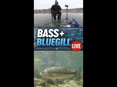 LIVE Ice Fishing for Bass & Bluegill | Wax Worm vs Minnow | JawJacker Jigging