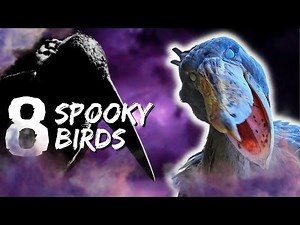 Here are 8 Scary, Spooky, Birds that Will Give You Chills! for Halloween #Video
