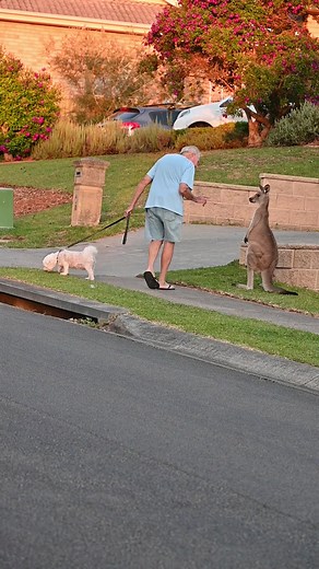 Nice Man Interacting with Kangaroos in Rural Australia