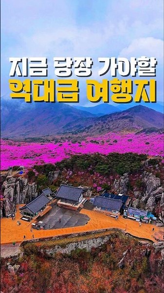 지금 당장 가야할 역대급 여행지 /4월에 가볼만한곳 /4월 국내여행지 추천 /진달래축제 /봄여행지 /봄꽃축제 /대구여행 /달성군 가볼만한곳 /비슬산 진달래 /등산명소