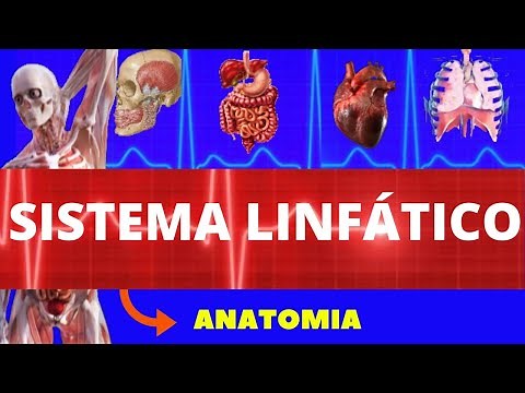 LYMPHATIC SYSTEM (HUMAN ANATOMY) - ANATOMY OF THE LYMPHATIC SYSTEM - LYMPHOID ORGANS