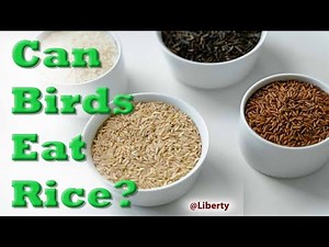 Can Birds Eat Rice Cooked or Uncooked? The Complete Guide for Pet & Wild Birds