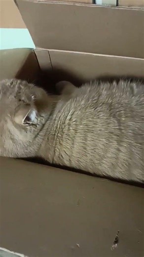 Apparently we need another box