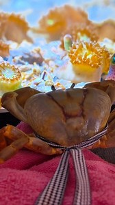 Winny enjoyed watching ocean documentaries. As a land crab, Winny hatched in the ocean and spent her first couple of months there before moving to land. Her species only returns to the ocean to lay eggs, but perhaps it feels familiar to her deep down. #winnythecrab #howiethecrabandfriends | Laura Porter