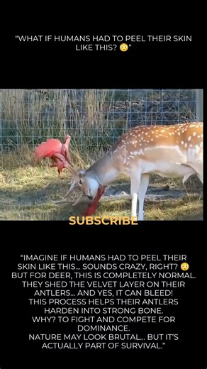 Imagine peeling your own skin… 😳Deer actually go through this process to survive. 🦌