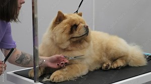 Stress-Free Grooming: The woman employs gentle techniques to calm a large, nervous, red dog before embarking on a comprehensive grooming session.