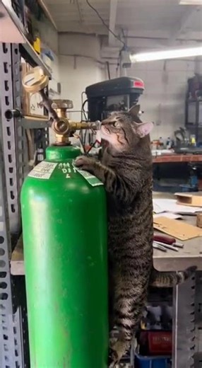 “You Won’t Believe This Helium Cat!” #shortvideo #funny #viral #cat #animalshorts #pet