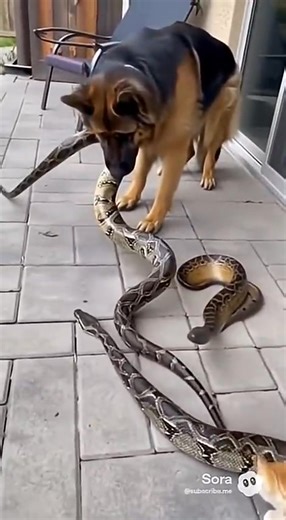 1.3K views | Kitten Trapped by GIANT Python! Hero Dog Runs Out to Save the Day | Family Animals | Facebook