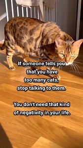 1.8M views · 34K reactions | What will you choose? Cat or human?  . . . . . . . #cat #petsofinstagram #sleepingcats #cutecat #catlovers #sleepingpositions #petloversofinstagram #calicocats #catreels #weeklyfluff #catfacts #catsofworld #rescuecatsofinstagram #adoptedcats #catvideos #adorablecats #ilovecats #catmom #indoorcat #catsleepingpositions #happycat #catsofinstagram | Cat Lovers Club | Facebook