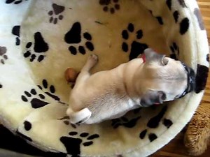 Die berühmten 5 Minuten eines Mopses [www.mops.de]