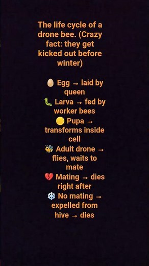 life cycle of a drone bee (male bee)