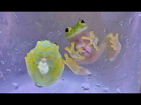 The Wonderful Diversity of Frogs | California Academy of Sciences