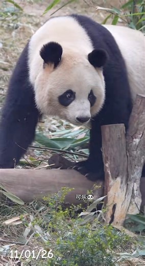 11/01/26 专注吃竹叶的小二狗 🌿吃着吃着才后知后觉想起了笋笋 😳跑到木架上一看——只剩下艾玖吃剩的笋皮皮 😆#大熊猫润玥 #润玥真不是一般熊 #大熊猫#panda