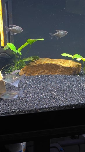 Diamond Tetras finally settled in after tank move