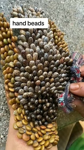 Sticky hand ticks the grass seed you want to remove #ticksconcac #ticks #bestvideo #foryou #fyp