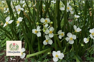 500 Arrowhead Seeds – White Broadleaf Sagittaria Latifolia – Native Pond Wetland Flower - Etsy