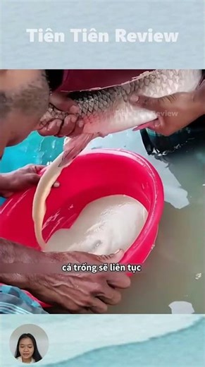 Why you shouldn't catch fish during the breeding season.