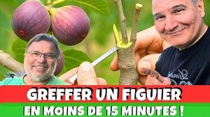 Greffer Un Figuier En Moins De 15 Minutes Facilement