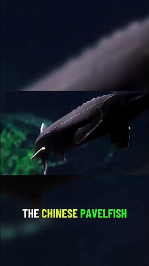 The Tragic Tale of the Chinese Paddlefish 🐟
