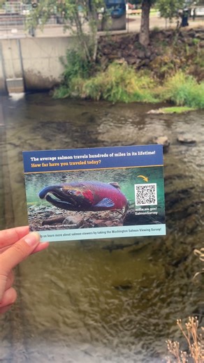 7.8K views · 58 reactions | Visit the Issaquah Salmon Hatchery to see...