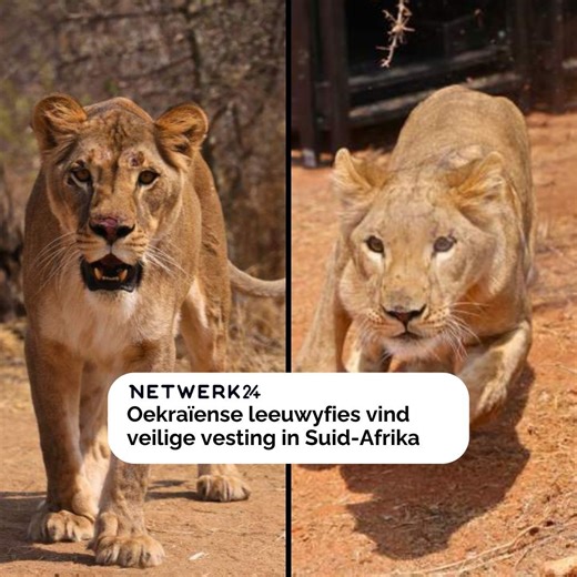 ’n Tuiskoms.” 👉🏼 Dit is hoe die organisasie Animal Survival International (ASI) die dag beskryf het toe drie leeuwyfies hul eerste treë gegee het in die LionWatch-projek (LWP) se reservaat in Alldays, Limpopo, nadat hulle onlangs uit die oorloggeteisterde Oekraïne gered is. | Volksblad