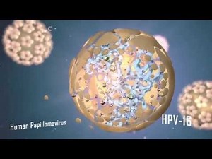 Human Papillomavirus (HPV) anatomy