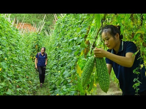 Harvesting Bitter Melon 🌿 | Hidden Beauty of Countryside Life with My Daughter
