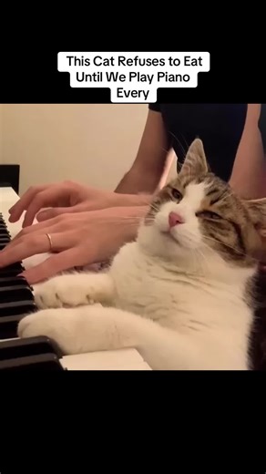 Cat Demands Piano Music Before Eating | Hilarious Pet Reaction