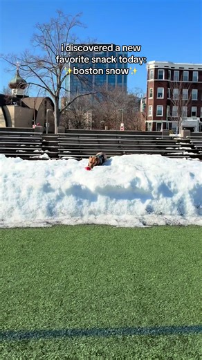 Discovering Boston Snow: A Pup's New Favorite Treat
