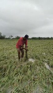PANOORIN | Pagkadismaya ang naramdaman ni Emilio Z. Rosete Jr., isang lokal na magsasaka mula sa Bario Site, San Agustin, bayan ng San Jose nang madatnan ngayong umaga ang mga tanim niyang palay na pinatumba ng mabigat at walang hintong pagbuhos ng ulan kahapon, Ika-14 ng Setyembre buhat ng bagyong Bebinca. Sa video na kaniyang ibinahagi, makikitang lubog ang malawak na palayan sa putik na dala ng baha. | via Ken Russel Parcia, Care FM San Jose | 🎥: Flordeliza Prado Rosite #CareFMNetwork #CareF