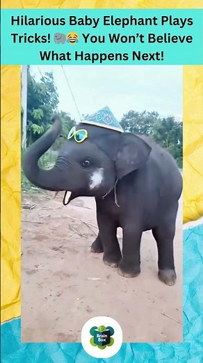 Hilarious Baby Elephant Plays Tricks! 🐘😂 You Won’t Believe What Happens Next!