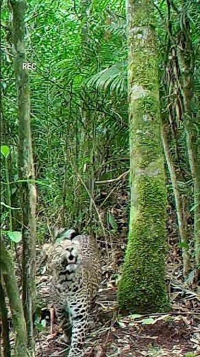 Javan Leopard caught on camera!