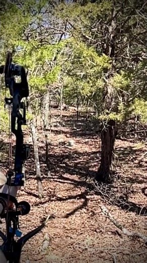 Shooting at a lion target at SHOT 3D Experience in the spring of 2025 #archery #targetarchery