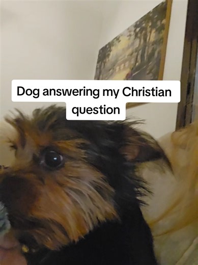 #dog #christianity #jesus #christiantiktok #funnydog