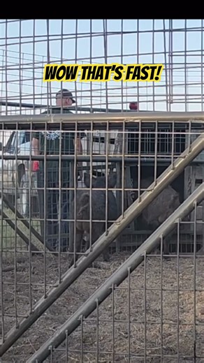 Is This the FASTEST Load Ever?